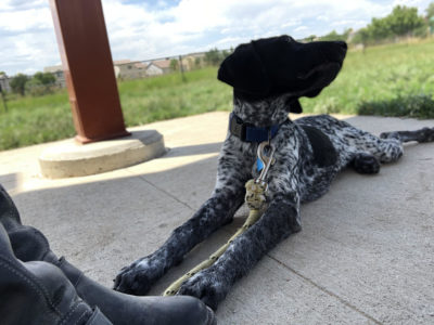 Dog Training in Denver