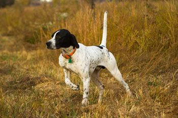 FetchMasters Dog Training in Denver