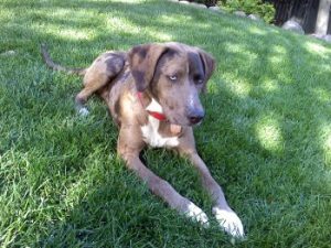 Hunter - Catahoula. Dog training in Denver