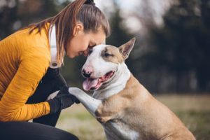 Three Week Intensives - Denver Dog Trainer