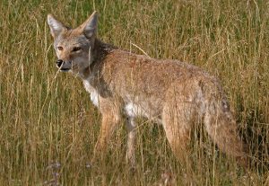 Tips for Living With Dogs in Coyote Country
