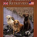 British Training for American Retrievers. Dog training in Denver