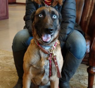 fearful malinois. Dog training in Denver