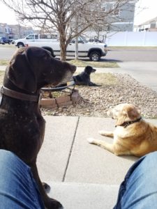 Denver Dog Trainers