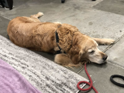 Dog training in Denver