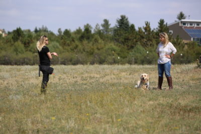 Dog trainers in Denver