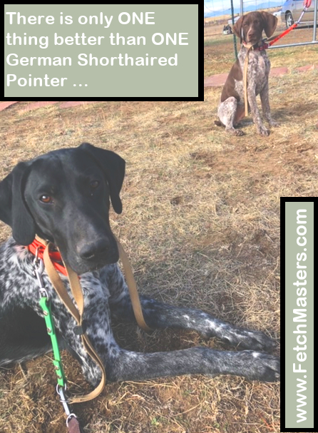 training german shorthaired pointers