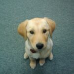 Puppy Training: Top-Rated Dog Classes in Denver