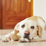 Separation anxiety in dogs in Denver