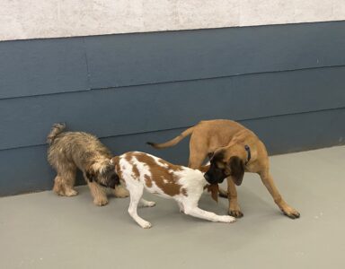 puppy-training-denver-fetchmasters